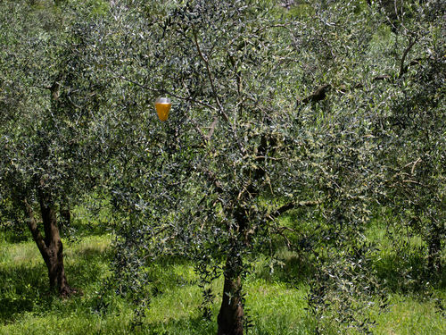 Piège à mouche de l’oliver : le piegeage