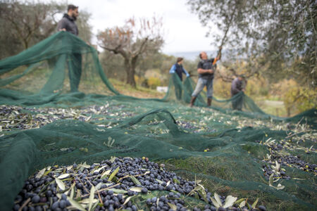 La récolte des olives ou olivades