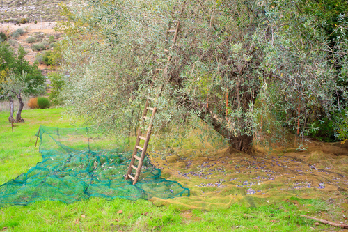 materiel de recolte olives