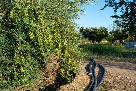 Arrosage de l’olivier : principes d’irrigation
